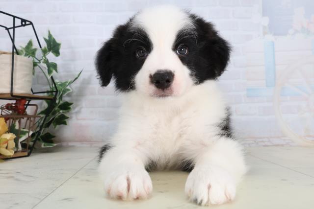 熊本県のボーダーコリー (Coo&RIKUイオンモール宇城店/2026年2月15日生まれ/男の子/ブラックホワイト)の子犬の1枚目の画像