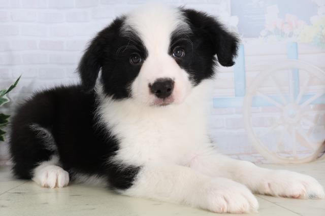 熊本県のボーダーコリー (Coo&RIKUイオンモール宇城店/2026年2月15日生まれ/男の子/ブラックホワイト)の子犬の2枚目の画像