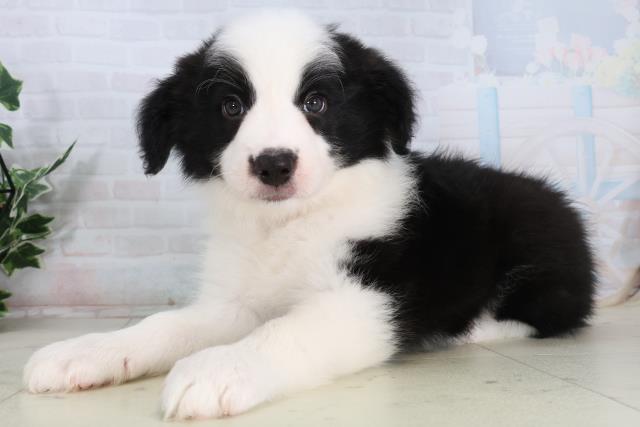 熊本県のボーダーコリー (Coo&RIKUイオンモール宇城店/2026年2月15日生まれ/男の子/ブラックホワイト)の子犬の3枚目の画像