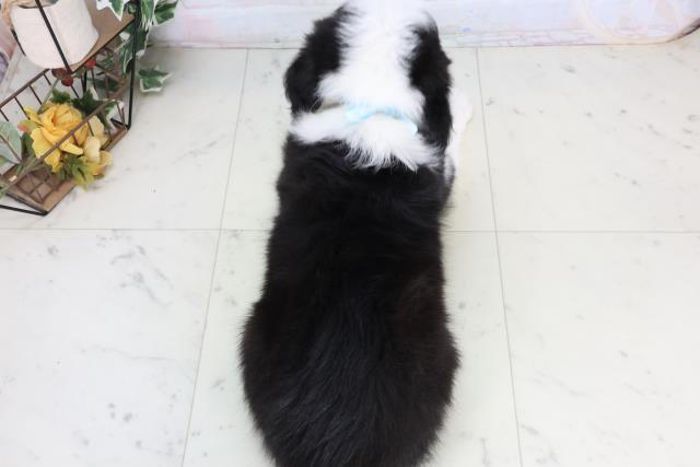 熊本県のボーダーコリー (Coo&RIKUイオンモール宇城店/2026年2月15日生まれ/男の子/ブラックホワイト)の子犬の4枚目の画像