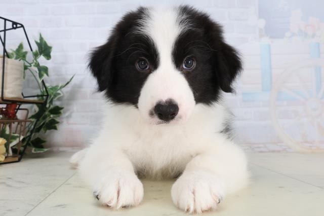 広島県のボーダーコリー (Coo&RIKU東広島店/2026年2月15日生まれ/男の子/ブラックホワイト)の子犬の1枚目の画像