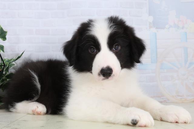 広島県のボーダーコリー (Coo&RIKU東広島店/2026年2月15日生まれ/男の子/ブラックホワイト)の子犬の2枚目の画像