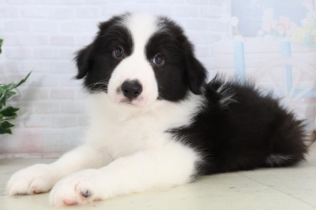 広島県のボーダーコリー (Coo&RIKU東広島店/2026年2月15日生まれ/男の子/ブラックホワイト)の子犬の3枚目の画像