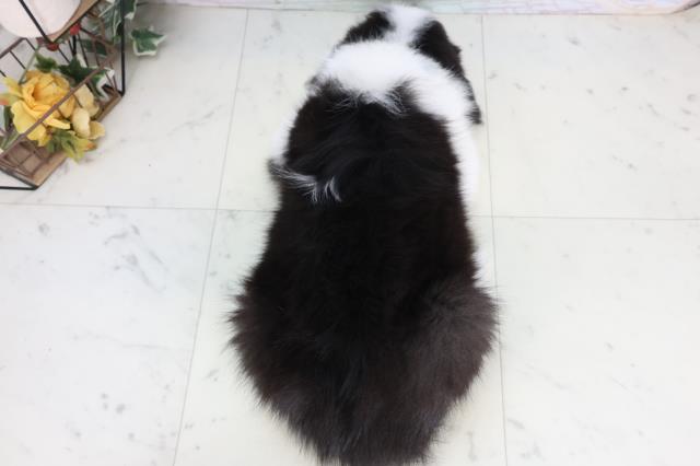 広島県のボーダーコリー (Coo&RIKU東広島店/2026年2月15日生まれ/男の子/ブラックホワイト)の子犬の4枚目の画像