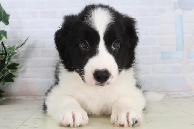 岡山県のボーダーコリー (Coo&RIKU岡山店/2026年2月15日生まれ/女の子/ブラックホワイト)の子犬の1枚目の画像