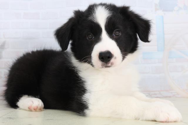 岡山県のボーダーコリー (Coo&RIKU岡山店/2026年2月15日生まれ/女の子/ブラックホワイト)の子犬の2枚目の画像