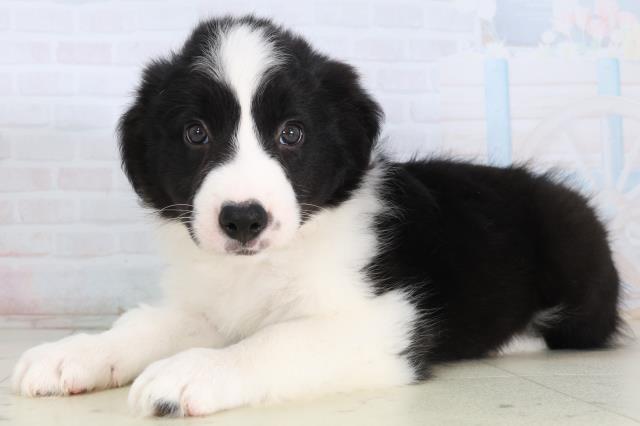 岡山県のボーダーコリー (Coo&RIKU岡山店/2026年2月15日生まれ/女の子/ブラックホワイト)の子犬の3枚目の画像