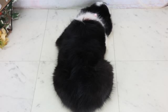 岡山県のボーダーコリー (Coo&RIKU岡山店/2026年2月15日生まれ/女の子/ブラックホワイト)の子犬の4枚目の画像