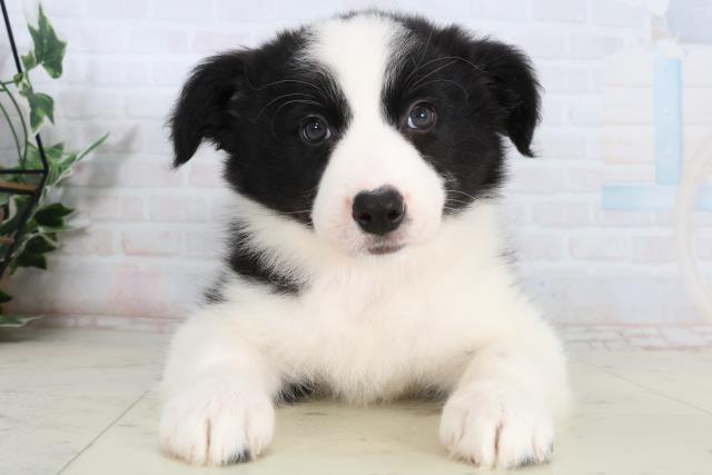 ボーダーコリー