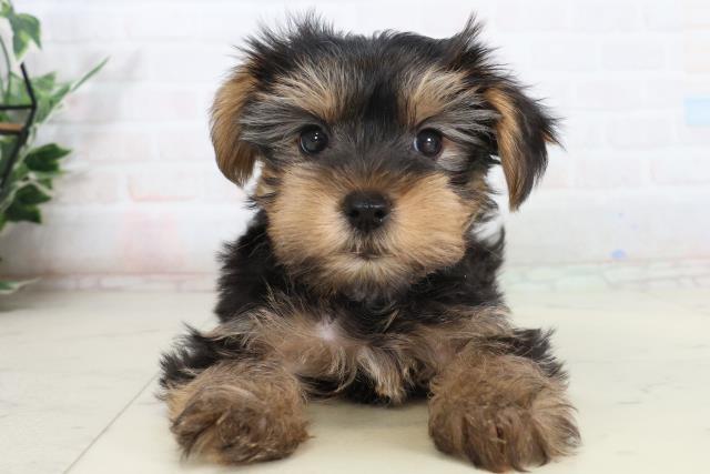 ヨークシャーテリア