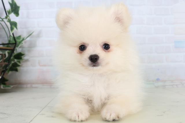 愛媛県のポメラニアン (Coo&RIKU愛媛松山店/2026年2月14日生まれ/男の子/クリーム)の子犬
