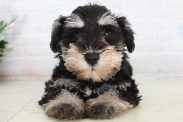 鳥取県のミニチュアシュナウザー (Coo&RIKUラ・ムー鳥取東店/2026年2月15日生まれ/男の子/ブラックシルバー)の子犬の1枚目の画像