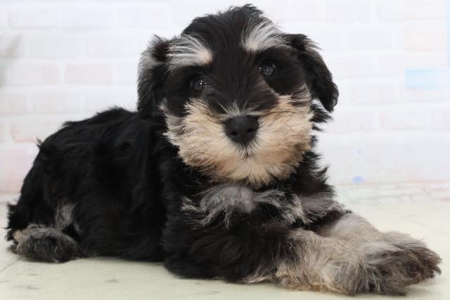 鳥取県のミニチュアシュナウザー (Coo&RIKUラ・ムー鳥取東店/2026年2月15日生まれ/男の子/ブラックシルバー)の子犬の2枚目の画像