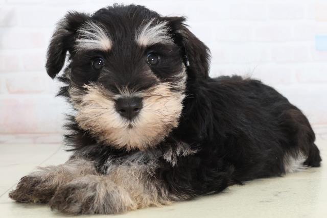 鳥取県のミニチュアシュナウザー (Coo&RIKUラ・ムー鳥取東店/2026年2月15日生まれ/男の子/ブラックシルバー)の子犬の3枚目の画像