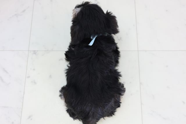 鳥取県のミニチュアシュナウザー (Coo&RIKUラ・ムー鳥取東店/2026年2月15日生まれ/男の子/ブラックシルバー)の子犬の4枚目の画像