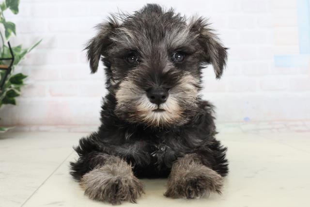 島根県のミニチュアシュナウザー (Coo&RIKU出雲店/2026年2月15日生まれ/男の子/ブラックシルバー)の子犬の1枚目の画像