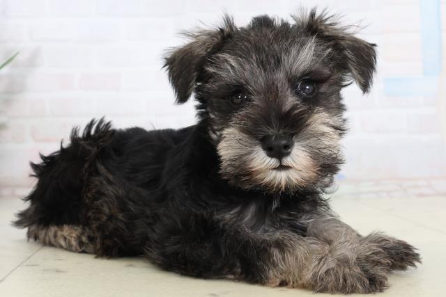 島根県のミニチュアシュナウザー (Coo&RIKU出雲店/2026年2月15日生まれ/男の子/ブラックシルバー)の子犬の2枚目の画像