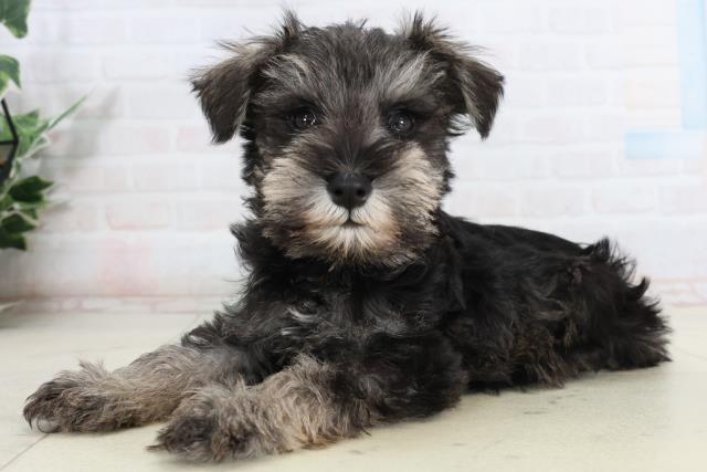 島根県のミニチュアシュナウザー (Coo&RIKU出雲店/2026年2月15日生まれ/男の子/ブラックシルバー)の子犬の3枚目の画像