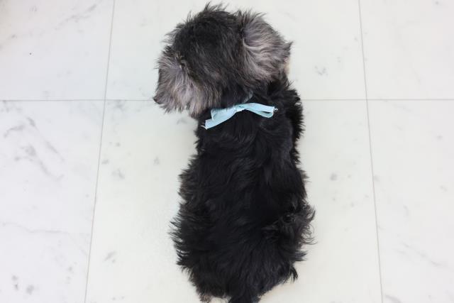 島根県のミニチュアシュナウザー (Coo&RIKU出雲店/2026年2月15日生まれ/男の子/ブラックシルバー)の子犬の4枚目の画像