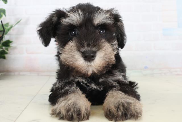 福岡県のミニチュアシュナウザー (Coo&RIKUゆめタウン飯塚店/2026年2月15日生まれ/女の子/ブラックシルバー)の子犬の1枚目の画像