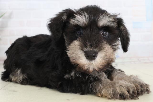 福岡県のミニチュアシュナウザー (Coo&RIKUゆめタウン飯塚店/2026年2月15日生まれ/女の子/ブラックシルバー)の子犬の2枚目の画像