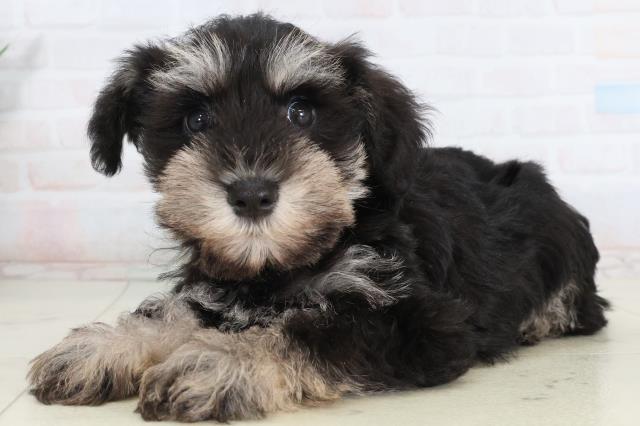 福岡県のミニチュアシュナウザー (Coo&RIKUゆめタウン飯塚店/2026年2月15日生まれ/女の子/ブラックシルバー)の子犬の3枚目の画像