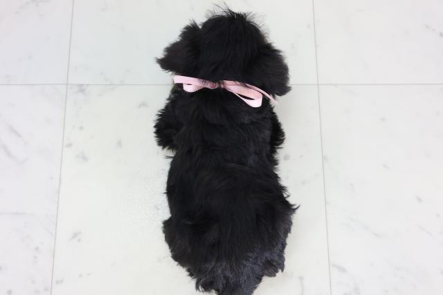 福岡県のミニチュアシュナウザー (Coo&RIKUゆめタウン飯塚店/2026年2月15日生まれ/女の子/ブラックシルバー)の子犬の4枚目の画像