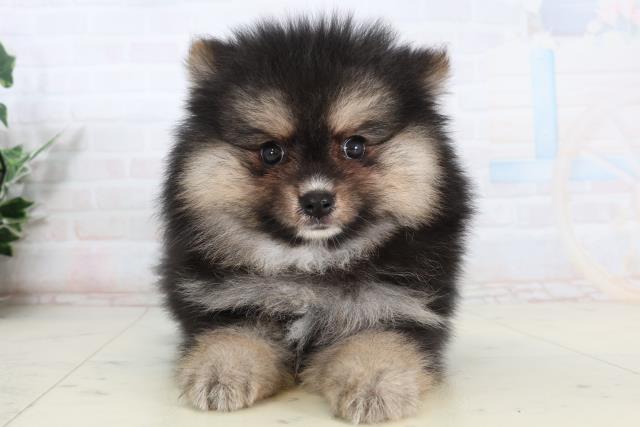 高知県のポメラニアン (Coo&RIKUのいち店/2026年2月12日生まれ/男の子/ブラックタン)の子犬