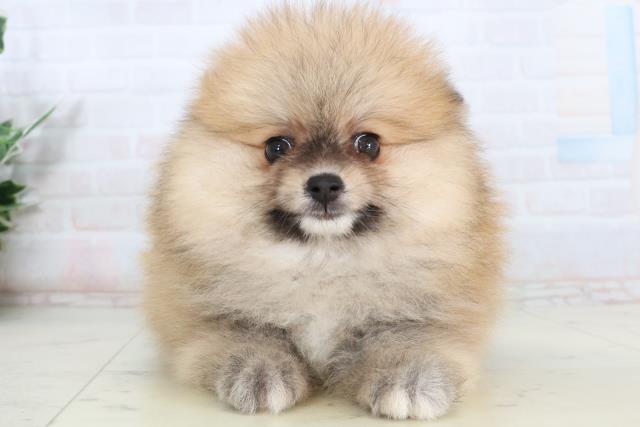 香川県のポメラニアン (Coo&RIKU高松上福岡店/2026年2月12日生まれ/男の子/オレンジセーブル)の子犬の1枚目の画像