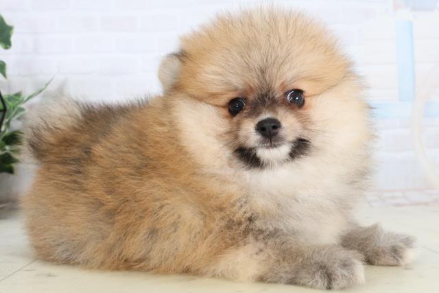 香川県のポメラニアン (Coo&RIKU高松上福岡店/2026年2月12日生まれ/男の子/オレンジセーブル)の子犬の2枚目の画像