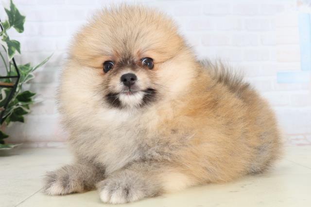 香川県のポメラニアン (Coo&RIKU高松上福岡店/2026年2月12日生まれ/男の子/オレンジセーブル)の子犬の3枚目の画像