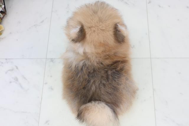 香川県のポメラニアン (Coo&RIKU高松上福岡店/2026年2月12日生まれ/男の子/オレンジセーブル)の子犬の4枚目の画像