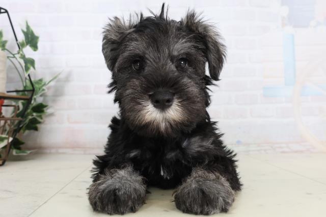 広島県のミニチュアシュナウザー (Coo&RIKUゆめタウン大竹店/2026年2月12日生まれ/男の子/ソルトペッパー)の子犬の1枚目の画像