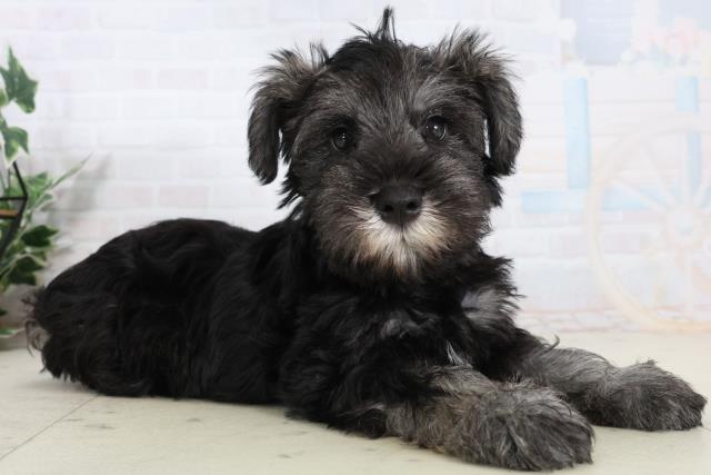 広島県のミニチュアシュナウザー (Coo&RIKUゆめタウン大竹店/2026年2月12日生まれ/男の子/ソルトペッパー)の子犬の2枚目の画像