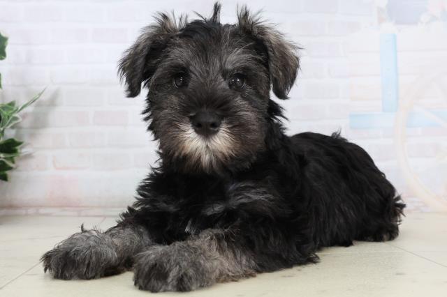 広島県のミニチュアシュナウザー (Coo&RIKUゆめタウン大竹店/2026年2月12日生まれ/男の子/ソルトペッパー)の子犬の3枚目の画像