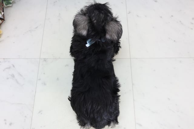 広島県のミニチュアシュナウザー (Coo&RIKUゆめタウン大竹店/2026年2月12日生まれ/男の子/ソルトペッパー)の子犬の4枚目の画像