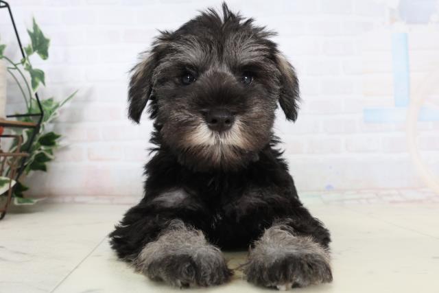 ミニチュア・シュナウザー