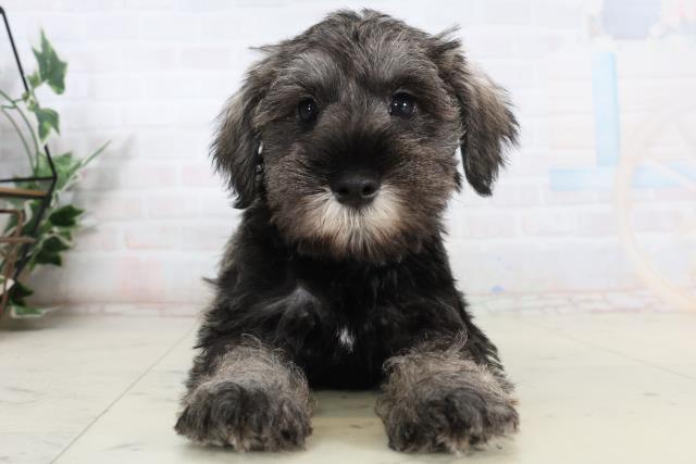 香川県のミニチュアシュナウザー (Coo&RIKU高松上福岡店/2026年2月12日生まれ/男の子/ソルトペッパー)の子犬