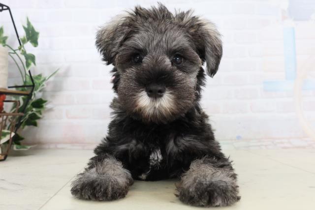 広島県のミニチュアシュナウザー (Coo&RIKU広島中央店/2026年2月12日生まれ/女の子/ソルトペッパー)の子犬の1枚目の画像