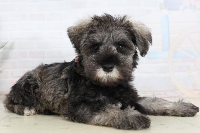 広島県のミニチュアシュナウザー (Coo&RIKU広島中央店/2026年2月12日生まれ/女の子/ソルトペッパー)の子犬の2枚目の画像