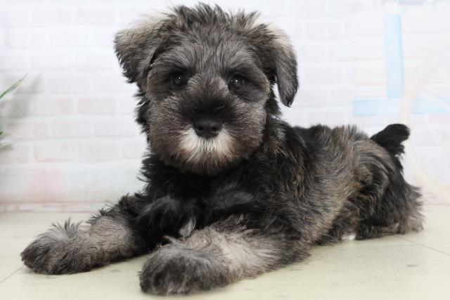 広島県のミニチュアシュナウザー (Coo&RIKU広島中央店/2026年2月12日生まれ/女の子/ソルトペッパー)の子犬の3枚目の画像