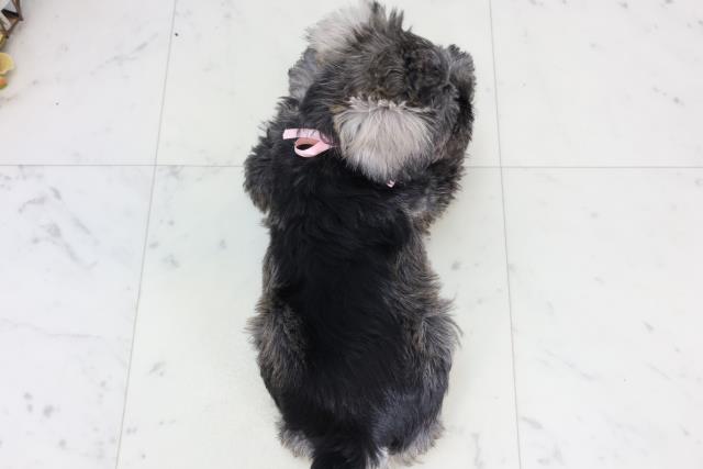 広島県のミニチュアシュナウザー (Coo&RIKU広島中央店/2026年2月12日生まれ/女の子/ソルトペッパー)の子犬の4枚目の画像