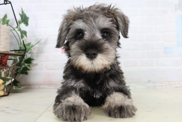 山口県のミニチュアシュナウザー (Coo&RIKUシーモール下関店/2026年2月12日生まれ/女の子/ソルトペッパー)の子犬の1枚目の画像