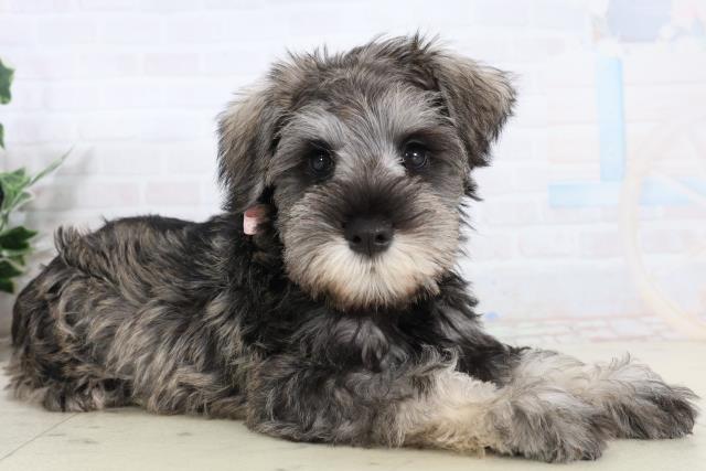 山口県のミニチュアシュナウザー (Coo&RIKUシーモール下関店/2026年2月12日生まれ/女の子/ソルトペッパー)の子犬の2枚目の画像