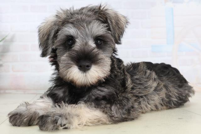 山口県のミニチュアシュナウザー (Coo&RIKUシーモール下関店/2026年2月12日生まれ/女の子/ソルトペッパー)の子犬の3枚目の画像