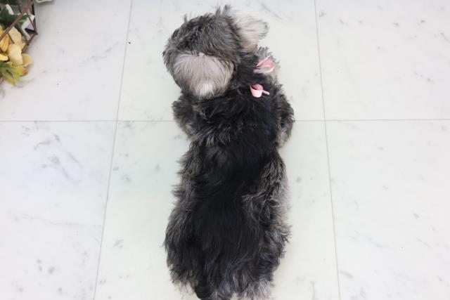 山口県のミニチュアシュナウザー (Coo&RIKUシーモール下関店/2026年2月12日生まれ/女の子/ソルトペッパー)の子犬の4枚目の画像