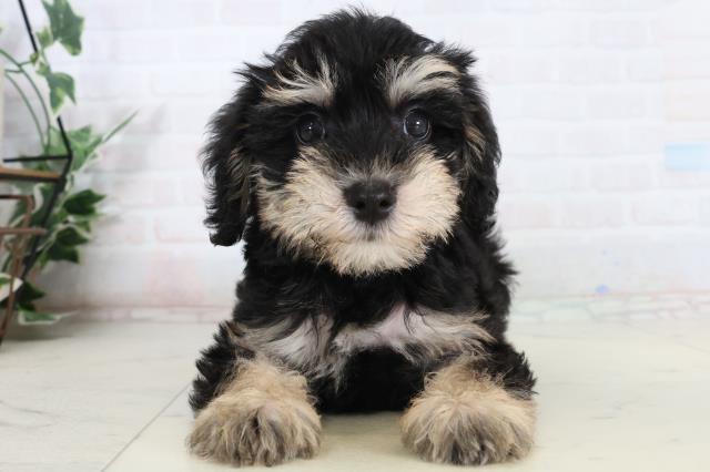 愛媛県のシュナプー(シュナウザー×プードル) (Coo&RIKU愛媛松山店/2026年2月13日生まれ/男の子/ブラックタン)の子犬の1枚目の画像