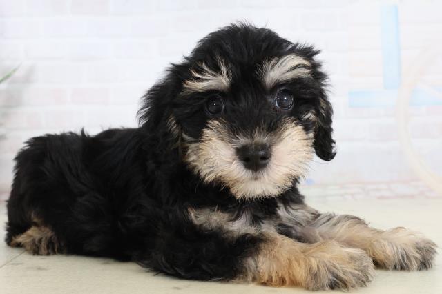 愛媛県のシュナプー(シュナウザー×プードル) (Coo&RIKU愛媛松山店/2026年2月13日生まれ/男の子/ブラックタン)の子犬の2枚目の画像