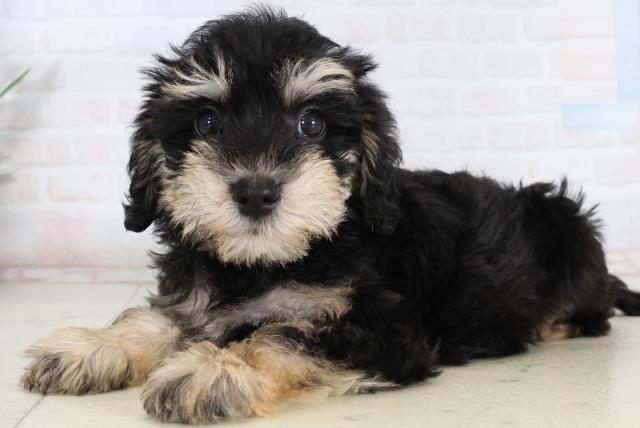 愛媛県のシュナプー(シュナウザー×プードル) (Coo&RIKU愛媛松山店/2026年2月13日生まれ/男の子/ブラックタン)の子犬の3枚目の画像