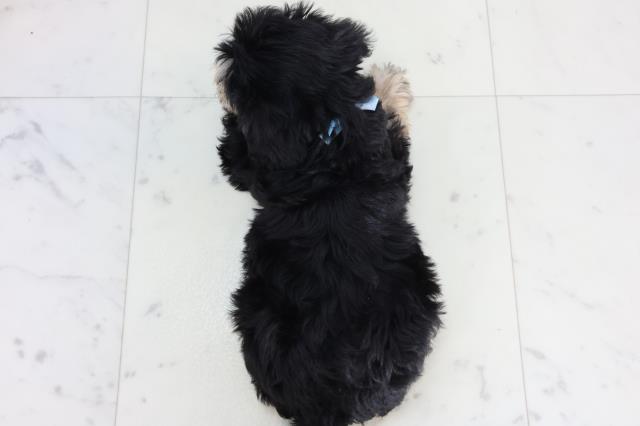 愛媛県のシュナプー(シュナウザー×プードル) (Coo&RIKU愛媛松山店/2026年2月13日生まれ/男の子/ブラックタン)の子犬の4枚目の画像